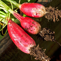 Winter radish seeds for planting in home vegetable gardens