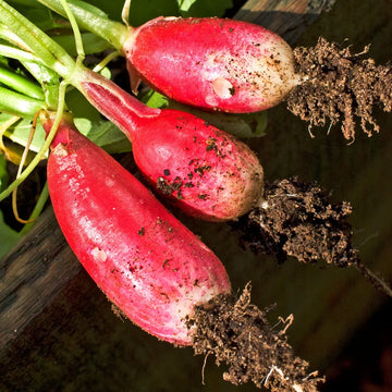 Winter radish seeds for planting in home vegetable gardens
