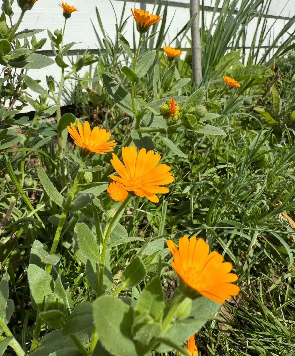 Bright orange Calendula Winter Sun flowers growing in a sunny garden border.