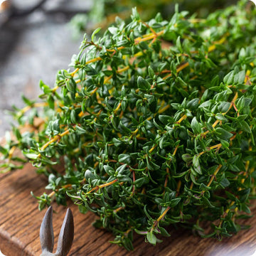Winter Thyme seeds Thymus vulgaris evergreen perennial plant
