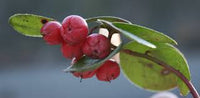 Step-by-Step Planting Instructions for Wintergreen Planting Seeds