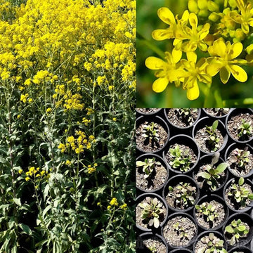 Woad seeds Isatis tinctoria ornamental herb