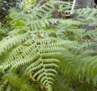 Healthy bracken fern thriving in a home garden setting.