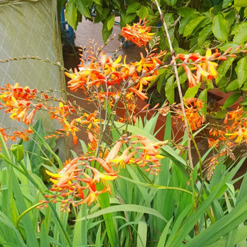 Perennial foliage bulbs for woodland gardens and outdoor borders.