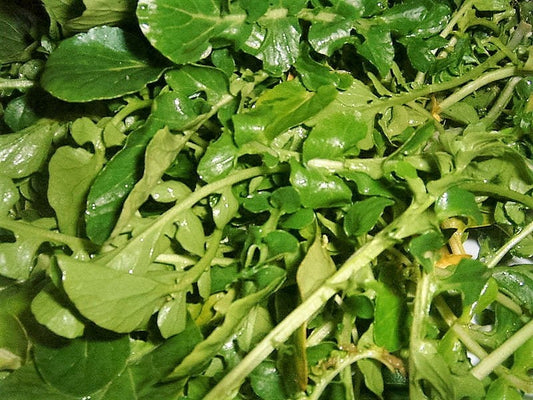 Packet of Wrinkled Crinkled Cress vegetable seeds
