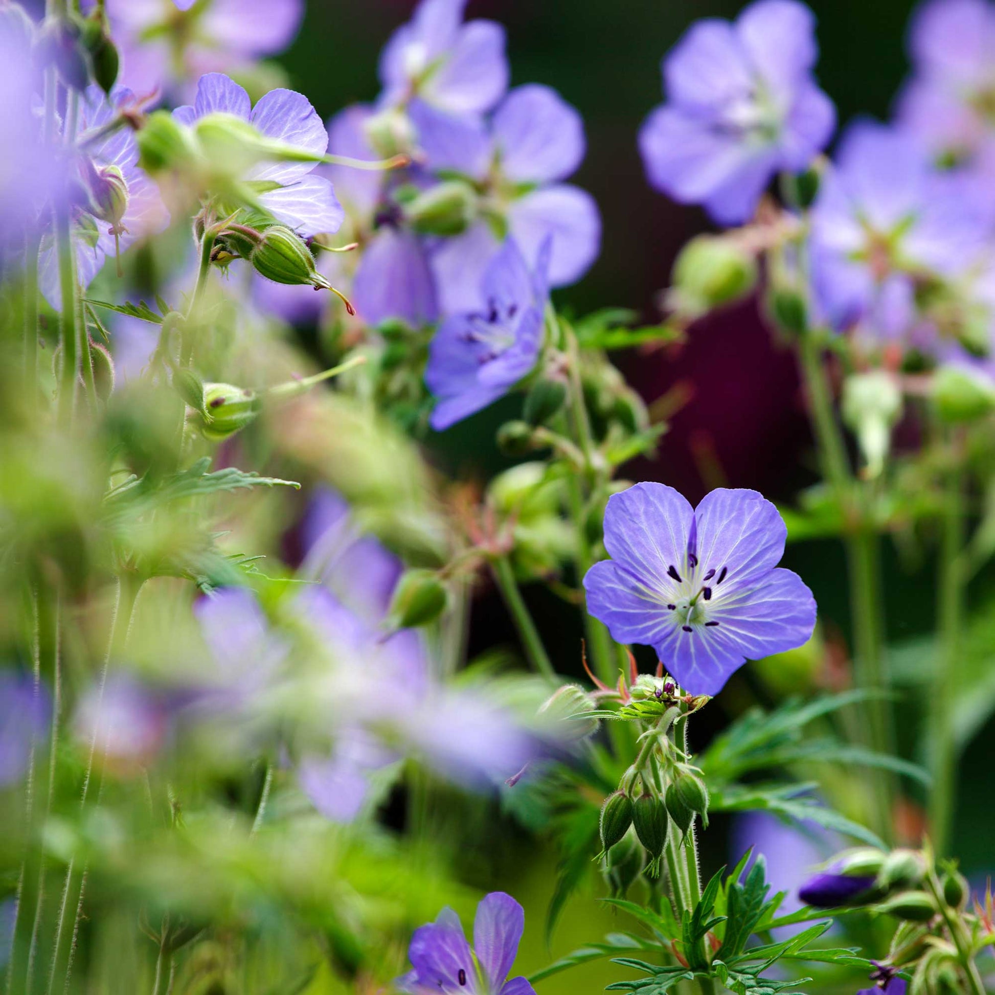 Blue Creeping Thyme flowering plant with low-growing foliage for outdoor gardens.