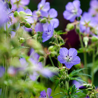 Blue Creeping Thyme flowering plant with low-growing foliage for outdoor gardens.