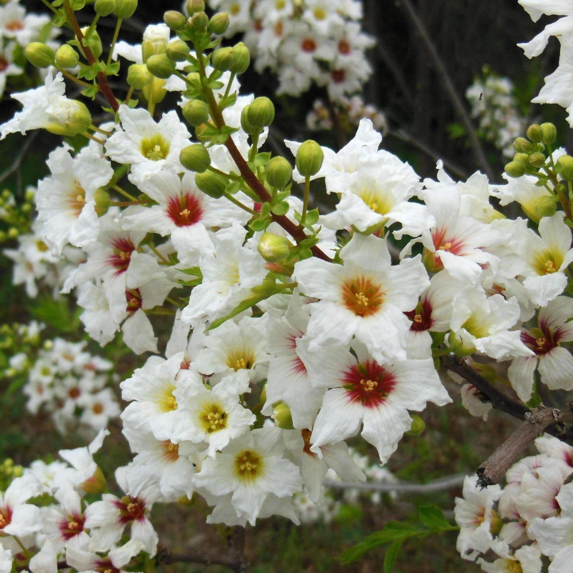 Xanthoceras Sorbifolium Flower Seeds for Planting