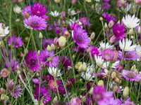 Mixed Xeranthemum Annum Flower seeds for Planting - Colorful Display, Heirloom & GMO Free Seeds for Home Garden