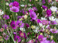 Xeranthemum Annuum Flower Seeds Planting