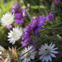Xeranthemum Annuum Flower Seeds Planting