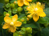 St. John's Wort Seeds for Planting – Heirloom Non-GMO Perennial Flower Seeds for Home Gardens, Borders & Container Growing