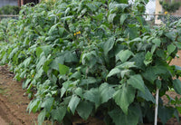 Yacon root vegetable suitable for containers and outdoor gardens