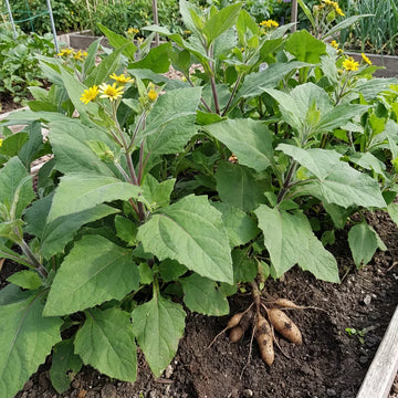 Yacon root vegetable seeds for planting in home gardens