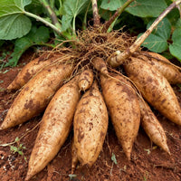 Yacon root vegetable seeds for growing in backyard vegetable gardens.