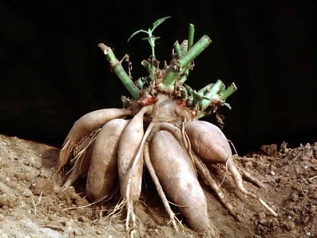 Yacon vegetable seeds for planting in home gardens and raised beds.