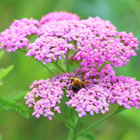 Pink Cerise Yarrow Flower seeds for Planting - Colorful Display, Heirloom & GMO Free Seeds for Home Garden