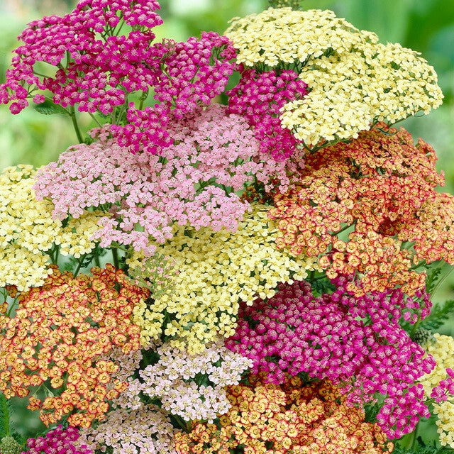 Young Yarrow Seedlings Growing in Full Sun