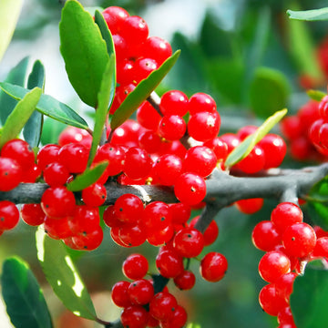 Heirloom Red Yaupon Holly seeds for growing evergreen ornamental trees.