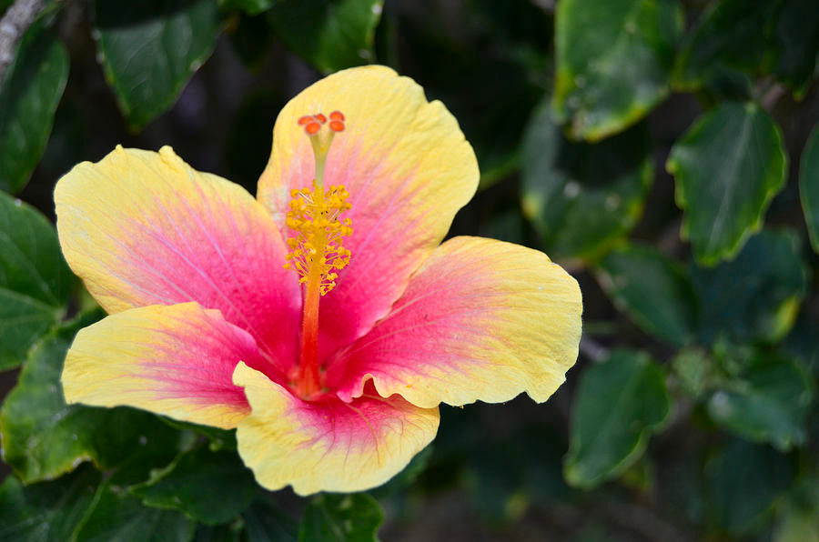 Pink Yellow Hibiscus Flower seeds for Planting - Shade Tolerant, Heirloom & GMO Free Seeds for Home Garden