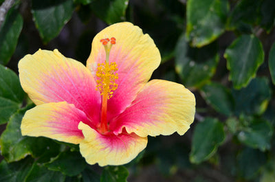 100 Pcs