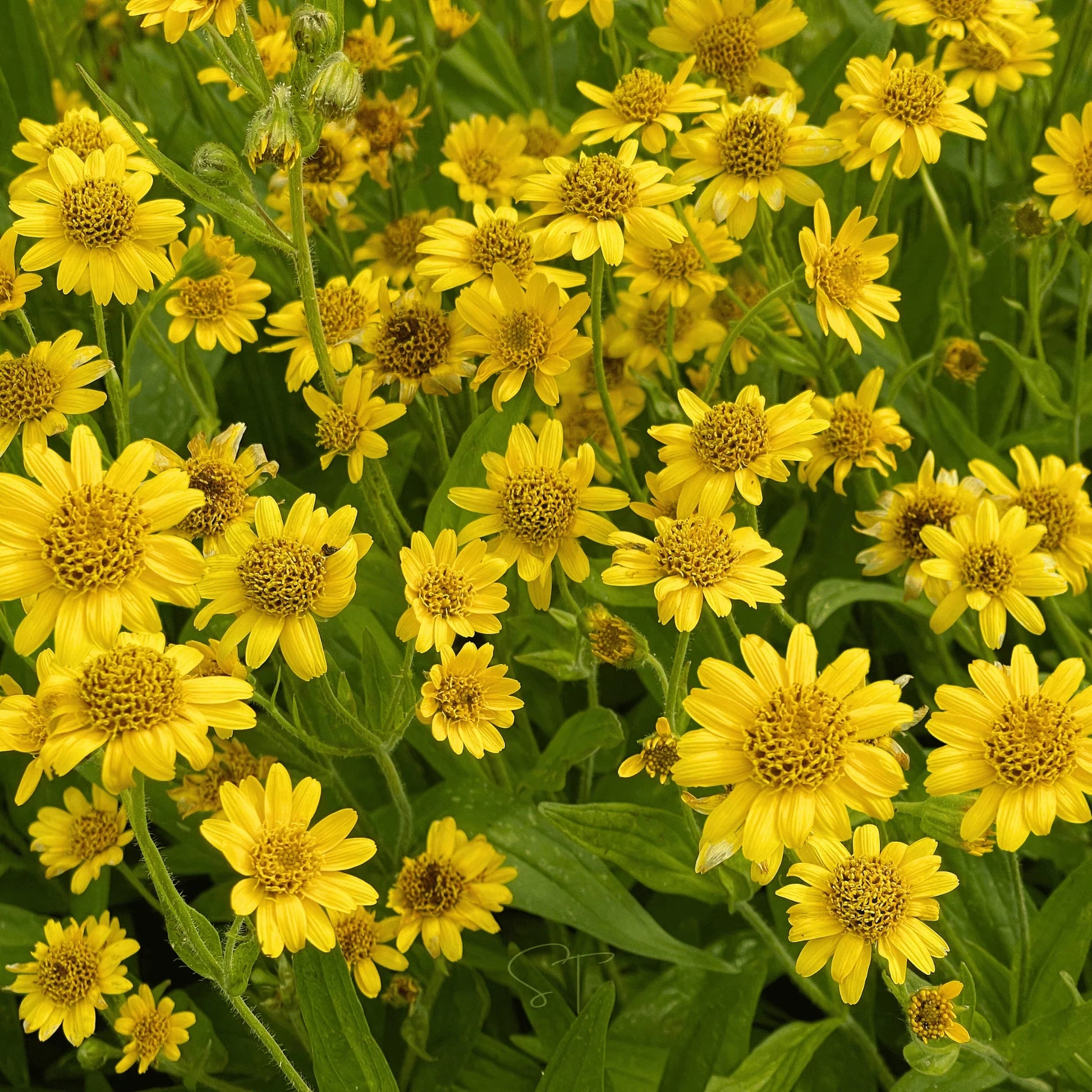 Yellow Arnica wildflower seeds for perennial garden and landscape planting.