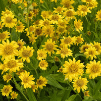 Yellow Arnica wildflower seeds for perennial garden and landscape planting.