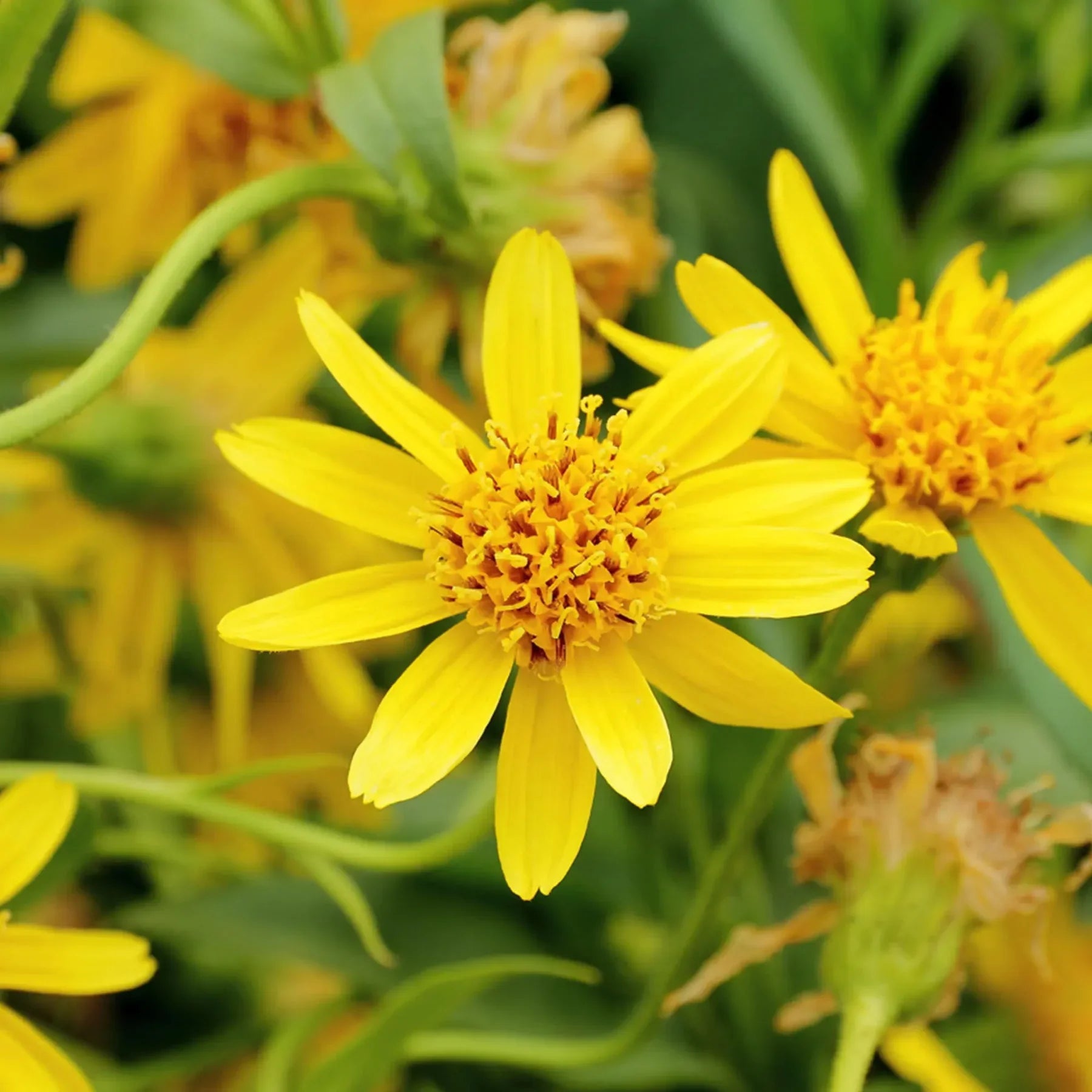 Yellow Arnica montana flower seeds for planting in home gardens and wildflower meadows.