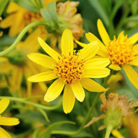 Yellow Arnica montana flower seeds for planting in home gardens and wildflower meadows.