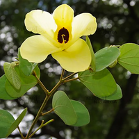 Cytisus Battandieri Flower seeds for Planting - Cut Flower Favorite, Heirloom & GMO Free Seeds for Home Garden
 
 Sale for planting in home garden.