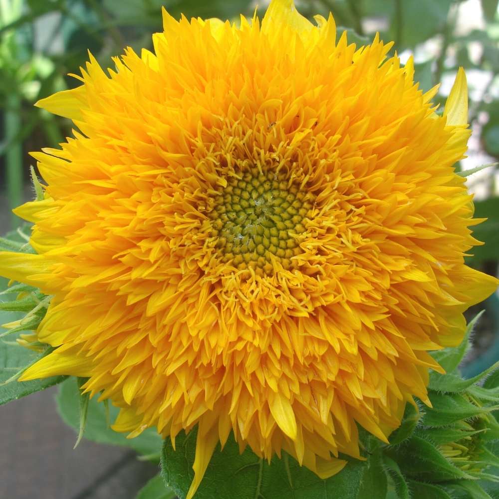 Yellow Bear Sunflower Seeds for planting