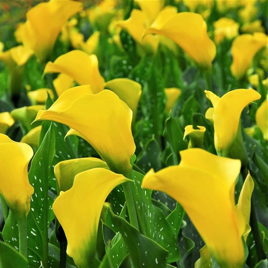 Yellow Calla Lily bulbs for shade garden planting.
