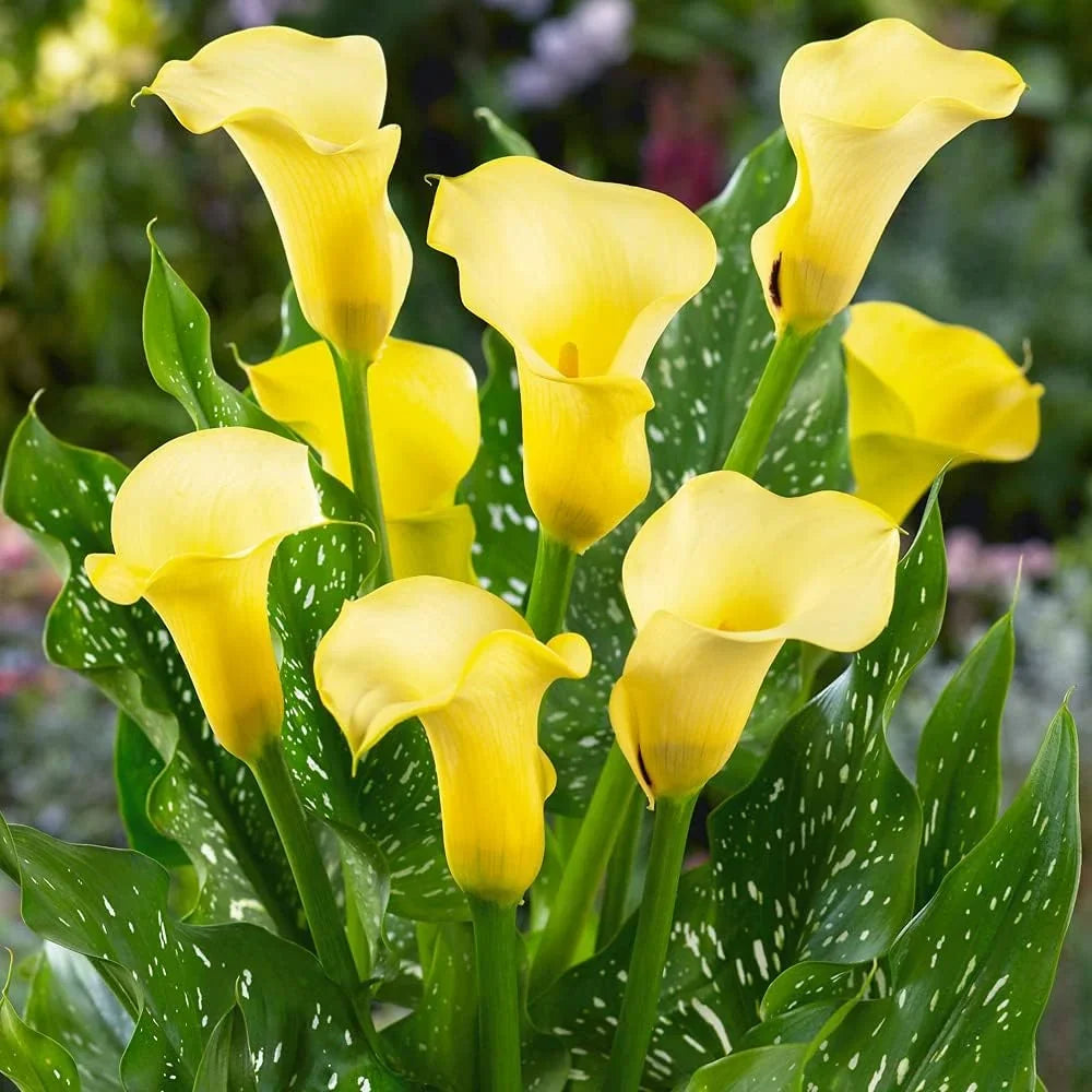 Yellow Calla Lily perennial flowers for borders and containers.