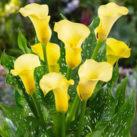 Yellow Calla Lily perennial flowers for borders and containers.