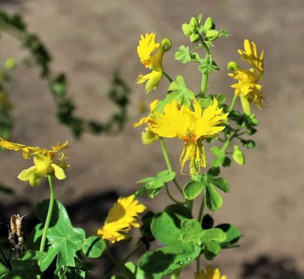 Yellow Canary Creeper flowers adding color to a home garden landscape.