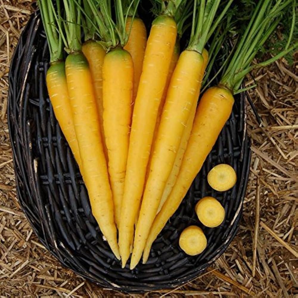 High germination yellow carrot seeds for planting