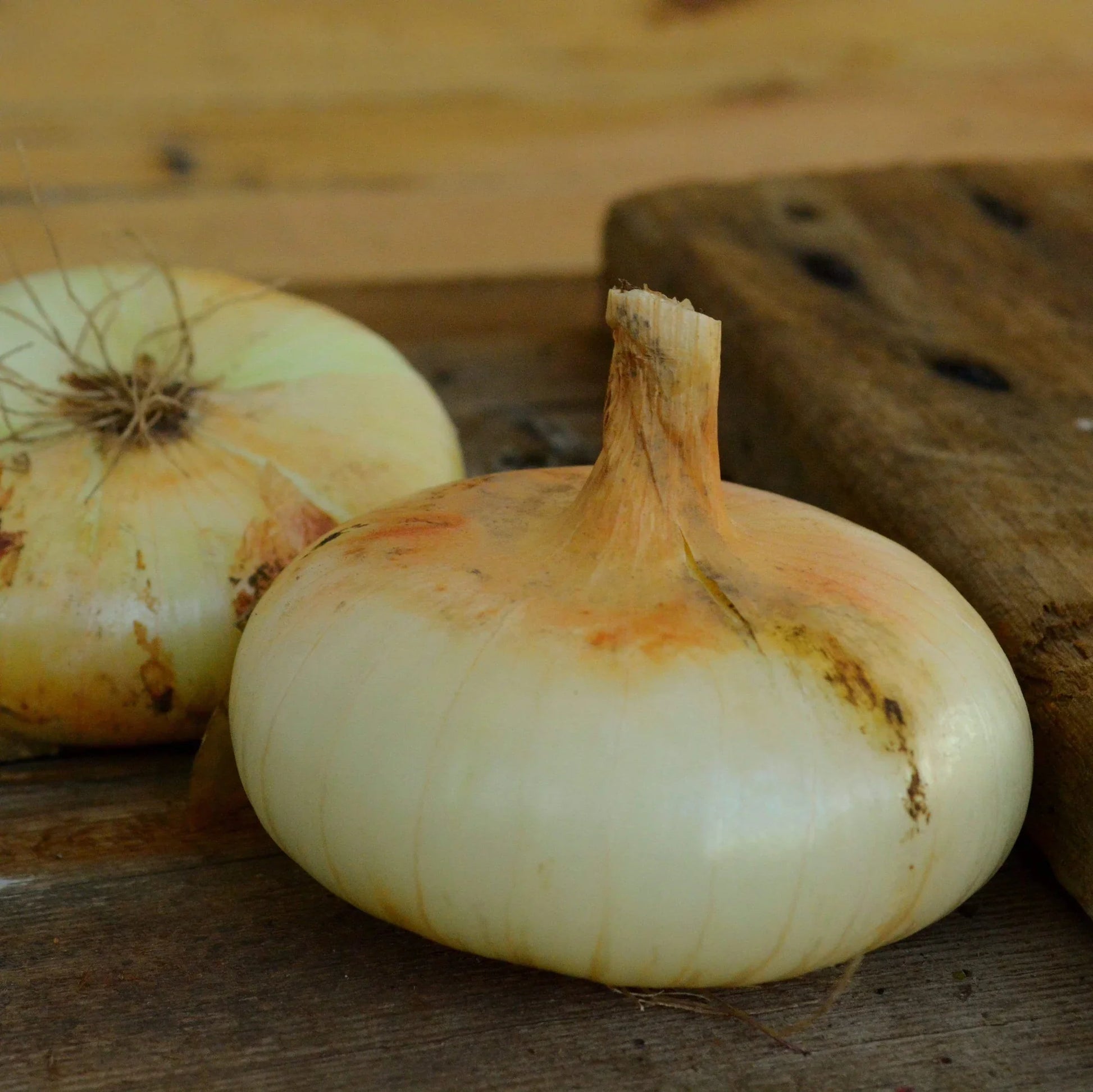 Cipollini Yellow Onion Seeds for Planting – Sweet Coin Shaped Heirloom Onion Vegetable Seeds