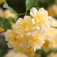 Yellow climbing rose seeds suitable for trellises, pergolas, and fences.