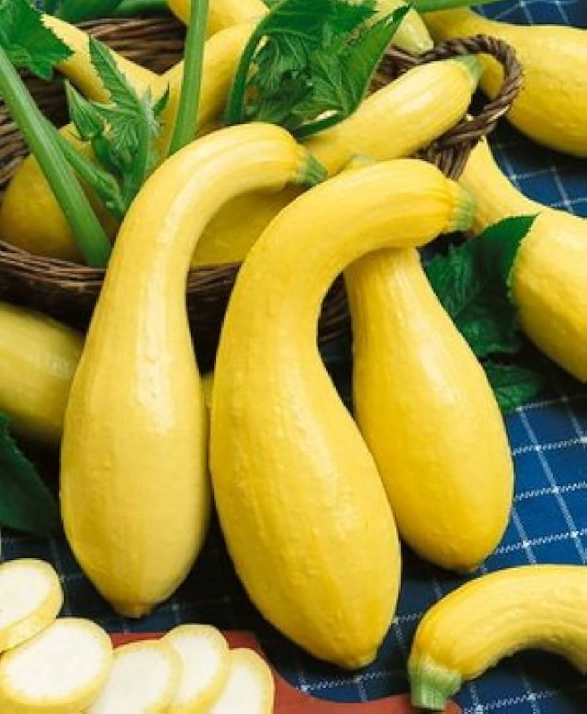 Heirloom Yellow Crookneck Squash with bright yellow curved fruits ready for harvest.