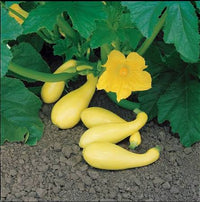 Yellow Crookneck Squash growing on healthy garden plants in a sunny vegetable bed.