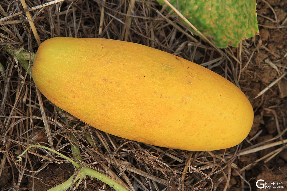 Fresh yellow cucumbers harvested from home garden seeds