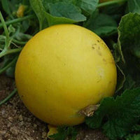 Healthy yellow cucumber plants growing in full sun