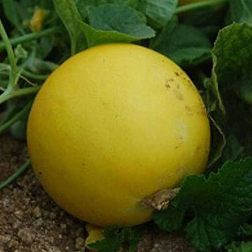 Healthy yellow cucumber plants growing in full sun