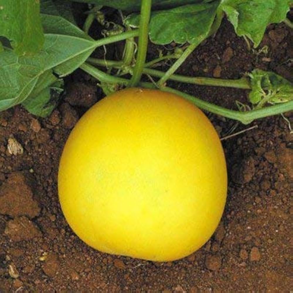 Vining yellow cucumber plants supported on garden trellis