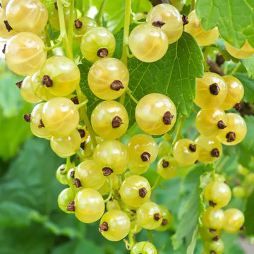 Yellow currant fruit seeds for planting sweet golden berries