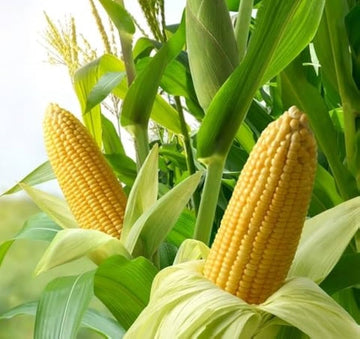 Yellow Dent Corn Seeds for Planting