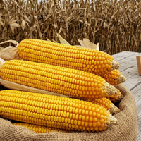 Mature Yellow Dent Corn with Yellow Kernels