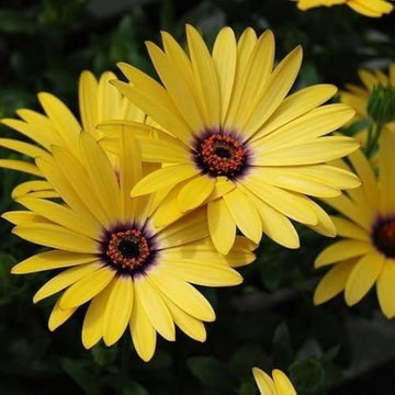 Yellow Dimorphotheca Sinuata Flower Seeds for Planting