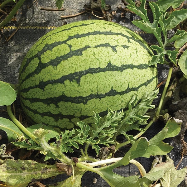 Yellow Doll watermelon growing on vines in a garden