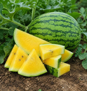 Yellow Doll watermelon seeds for garden planting